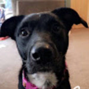 Meet your Posher, Bridget